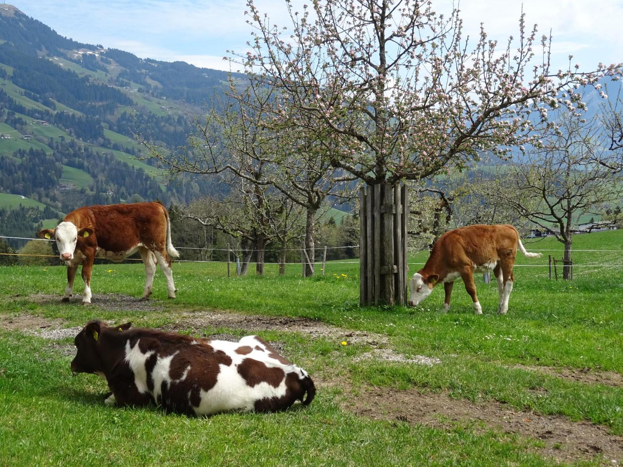 Achrainer-Moosen Vila Hopfgarten im Brixental Exterior foto